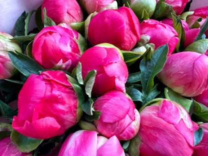 Choose your amount - Peony - Coral Sunset