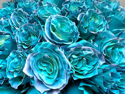 Blue roses bouquet close-up Daily Flowers