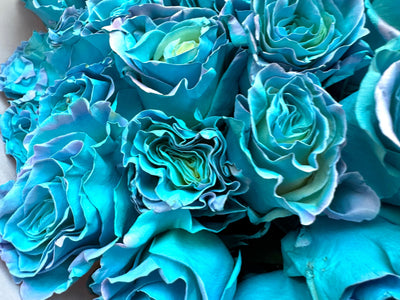 Blue roses arrangement Daily Flowers