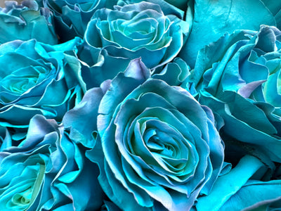 Blue roses detail Daily Flowers Amsterdam