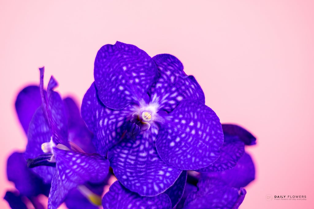 Blue vanda flower