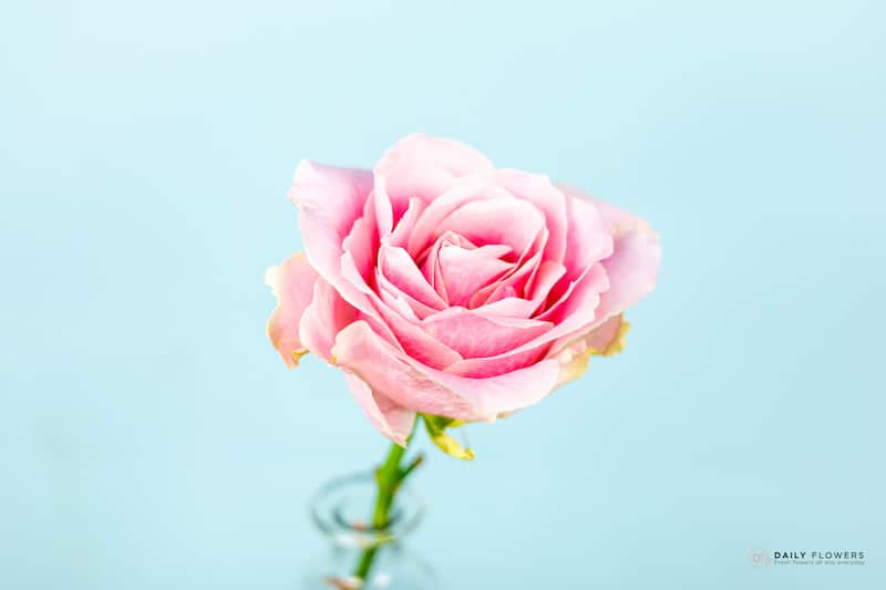 Pink avalanche roses