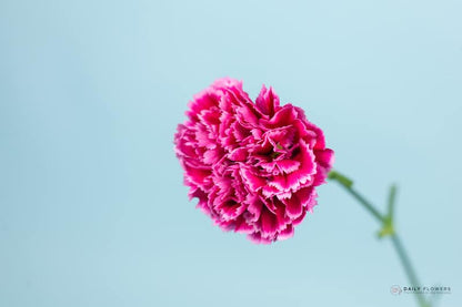 Close up pink carnation blue background