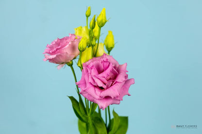 Pink Eustoma flower