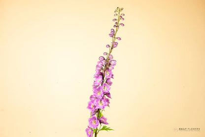 Purple Delphinium Flower