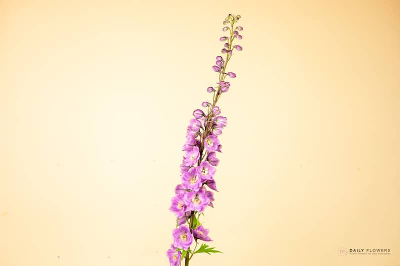 Purple Delphinium Flower