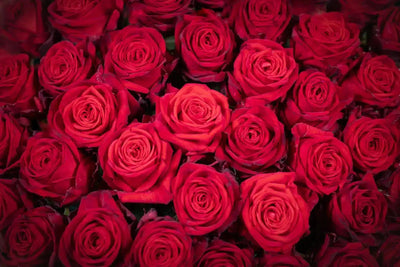 Red Naomi roses