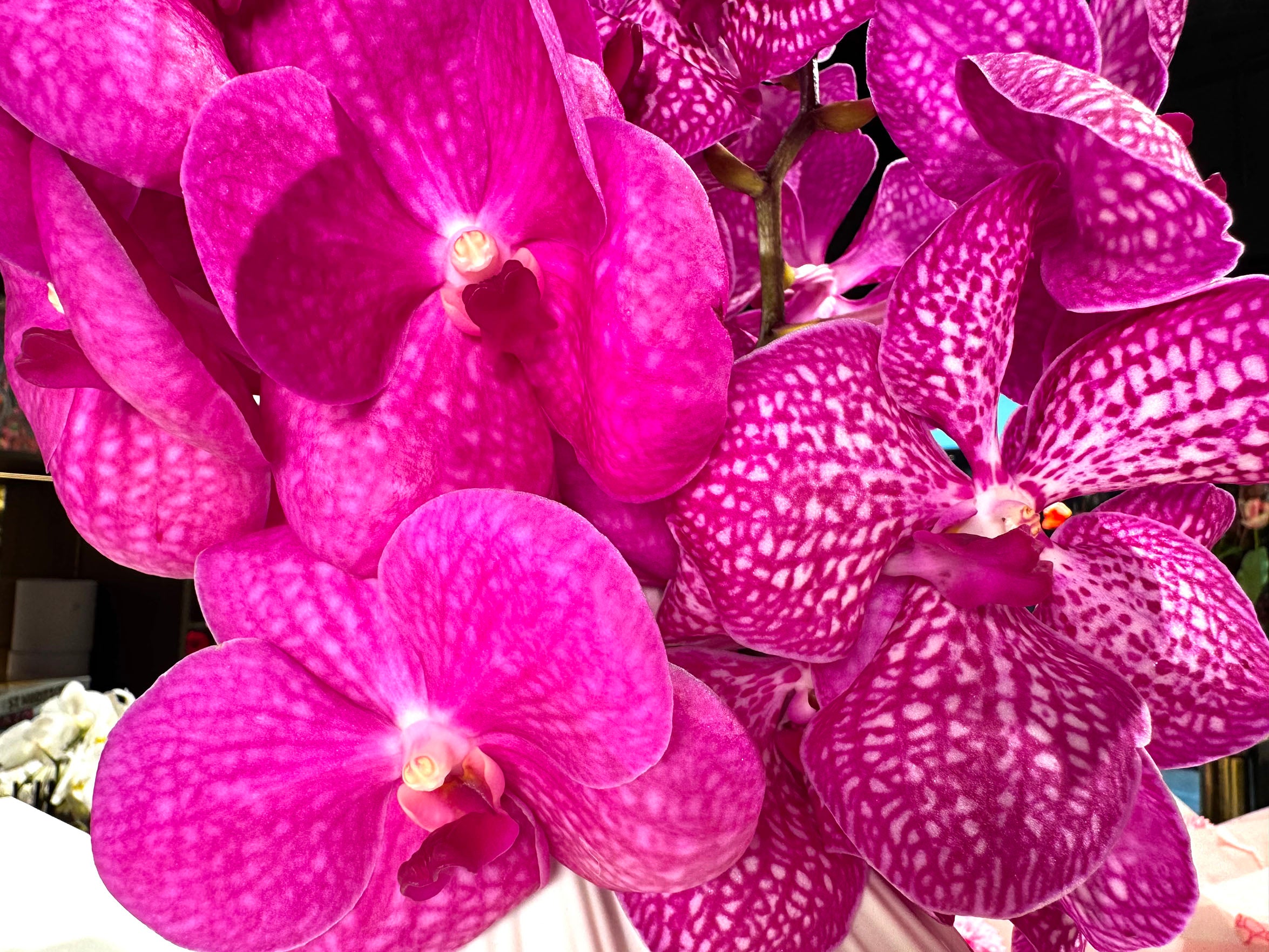 Vanda Mix Orchidee - Inclusief vaas