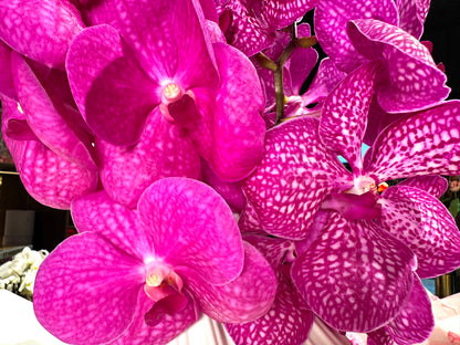 Vanda Mix Orchidee - Inclusief vaas