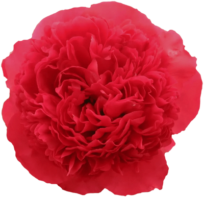 Command Performance Pioenroos - Kies je hoeveelheid