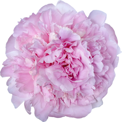 Choose your amount - Peony - Angel Cheeks