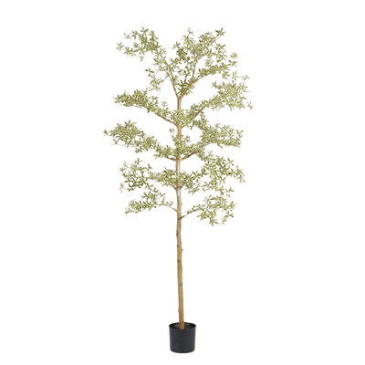 Artificial Bucida Buceras tree plant side view