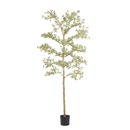 Artificial Bucida Buceras