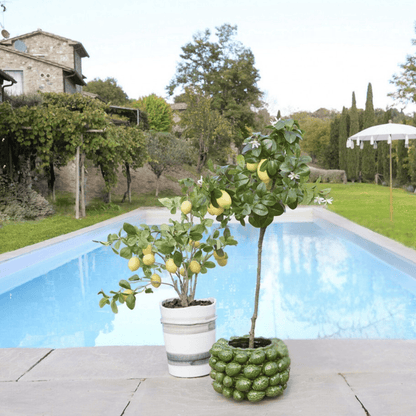 Artificial branch - Lemon