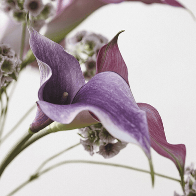 Artificial Calla lily bunch