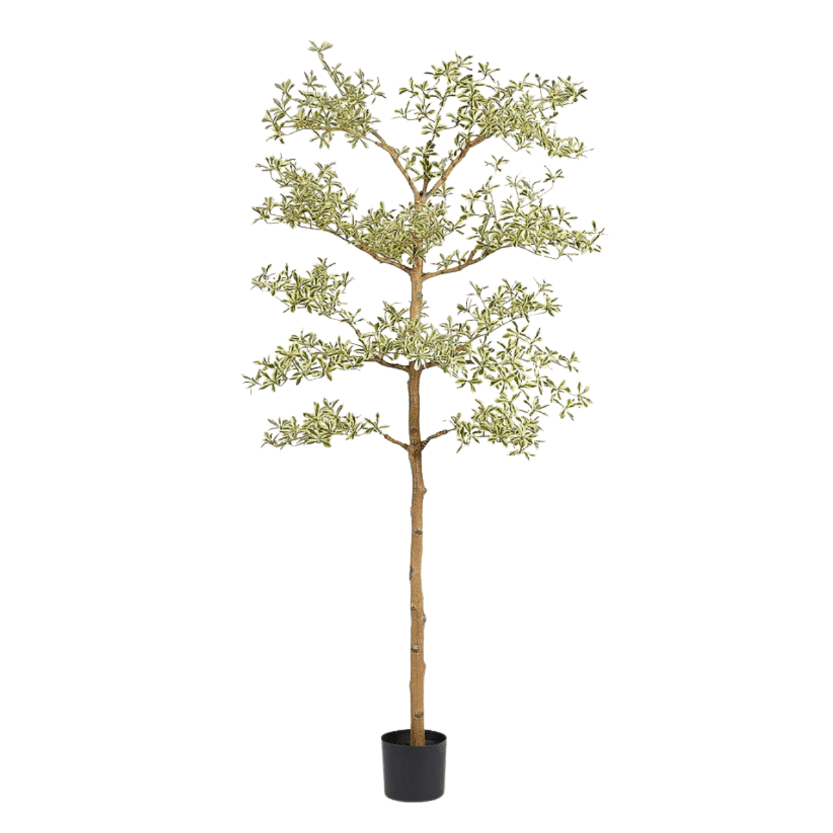 Artificial Bucida Buceras