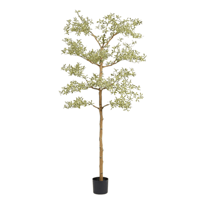 Artificial Bucida Buceras tree plant