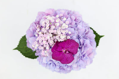 Hydrangea Lavender Love flowers in a box Daily Flowers Amsterdam