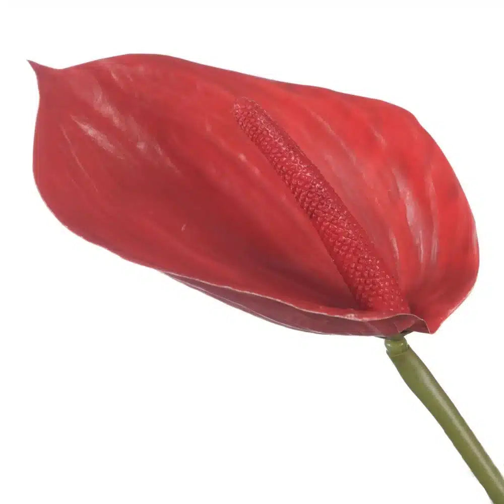 Anthurium - rood