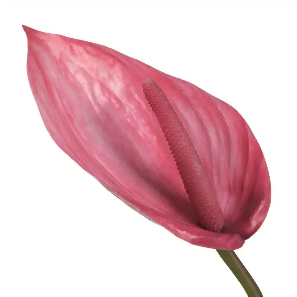 Anthurium - Pink