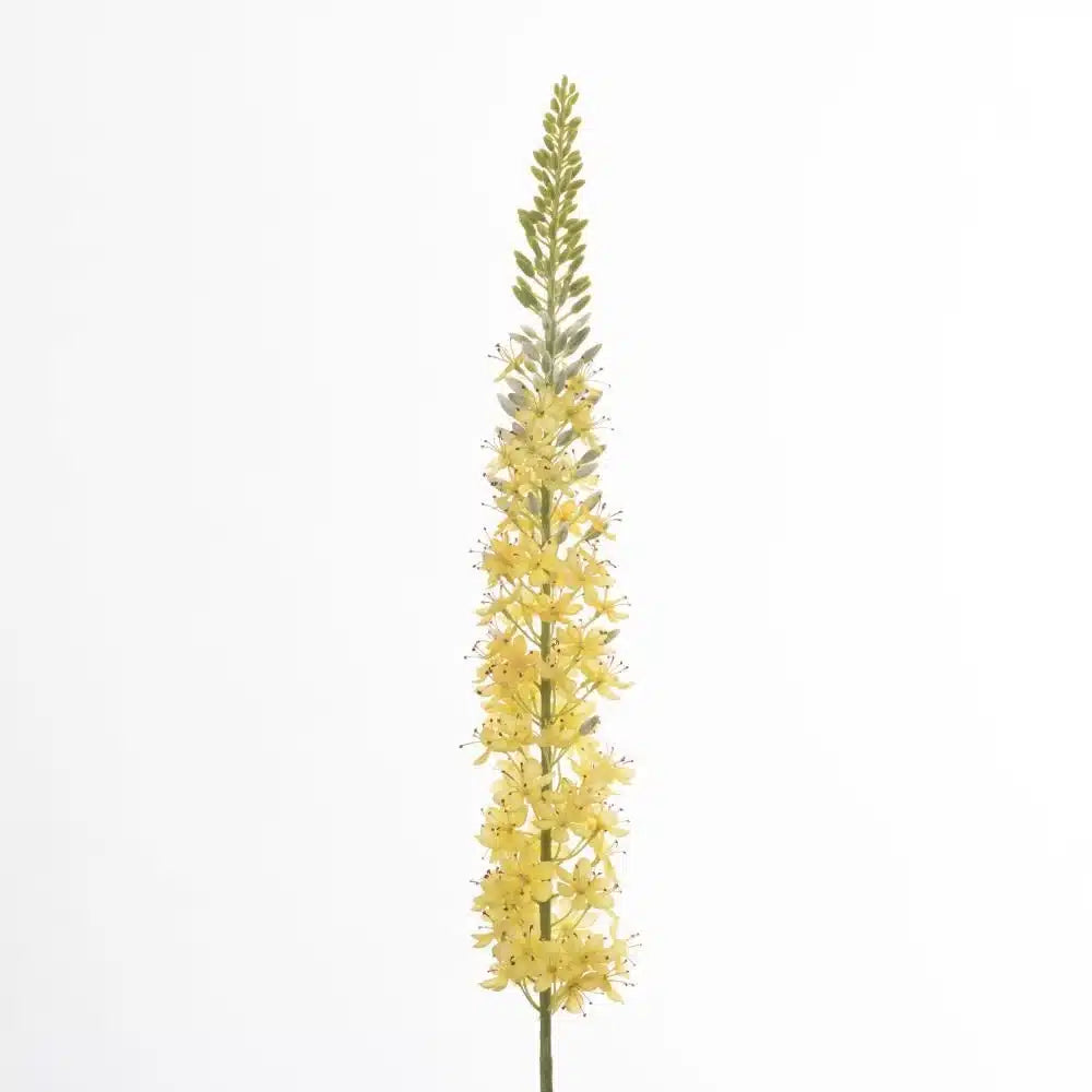 Eremurus - Yellow