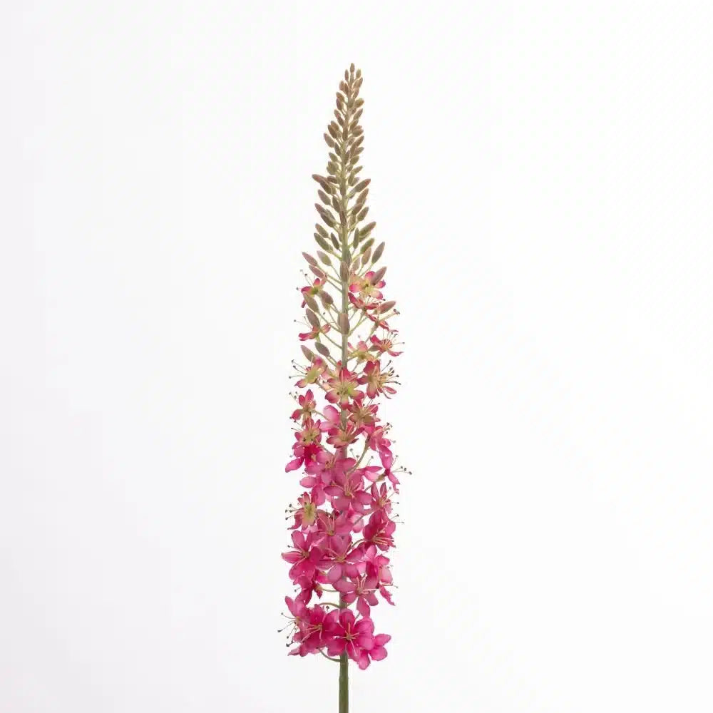 Eremurus - Pink