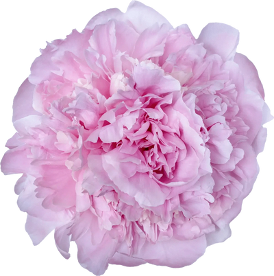 Big Pink Peony Melange - TikTok Favorites