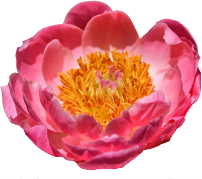 Choose your amount - Peony - Coral Sunset