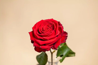 Red rose