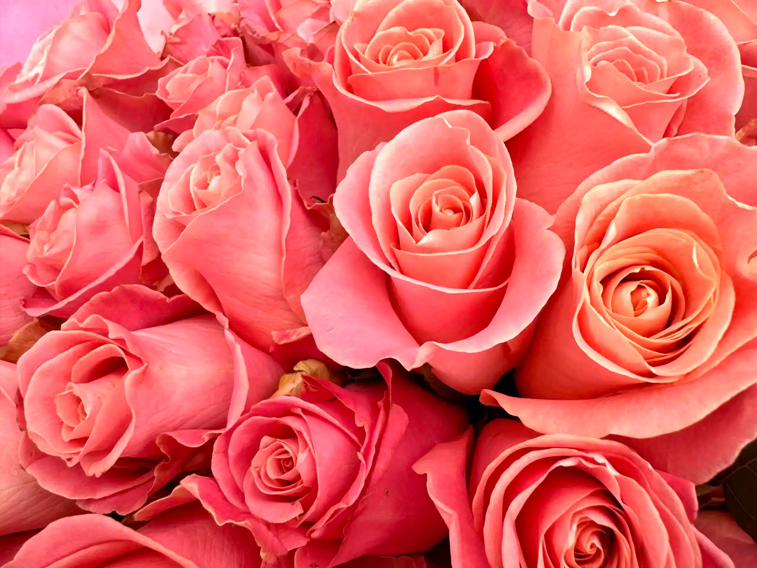 100 pink roses - Hermoza