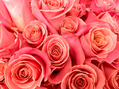 100 pink roses - Hermoza