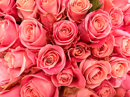 100 pink roses - Hermoza