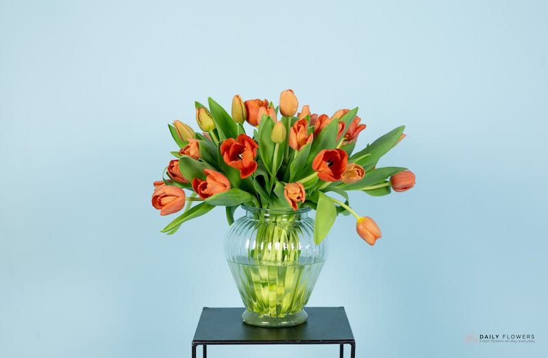 Dutch tulips