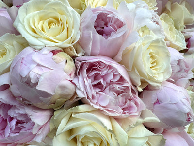 Peony Vanilla Dream