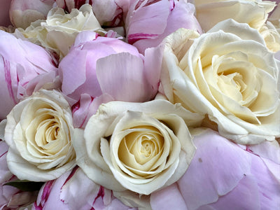 Peony Vanilla Dream