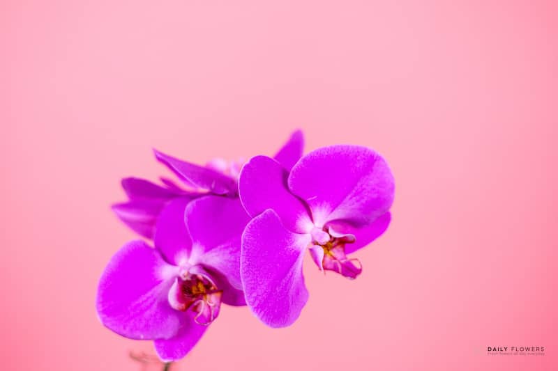 Pink Phalaenopsis flowers