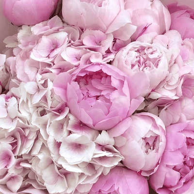Pink Peony Princess