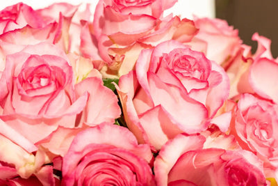 Pink roses in hat box close-up Daily Flowers