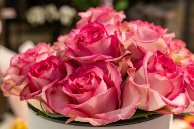 Pink roses hat box detail close-up Daily Flowers
