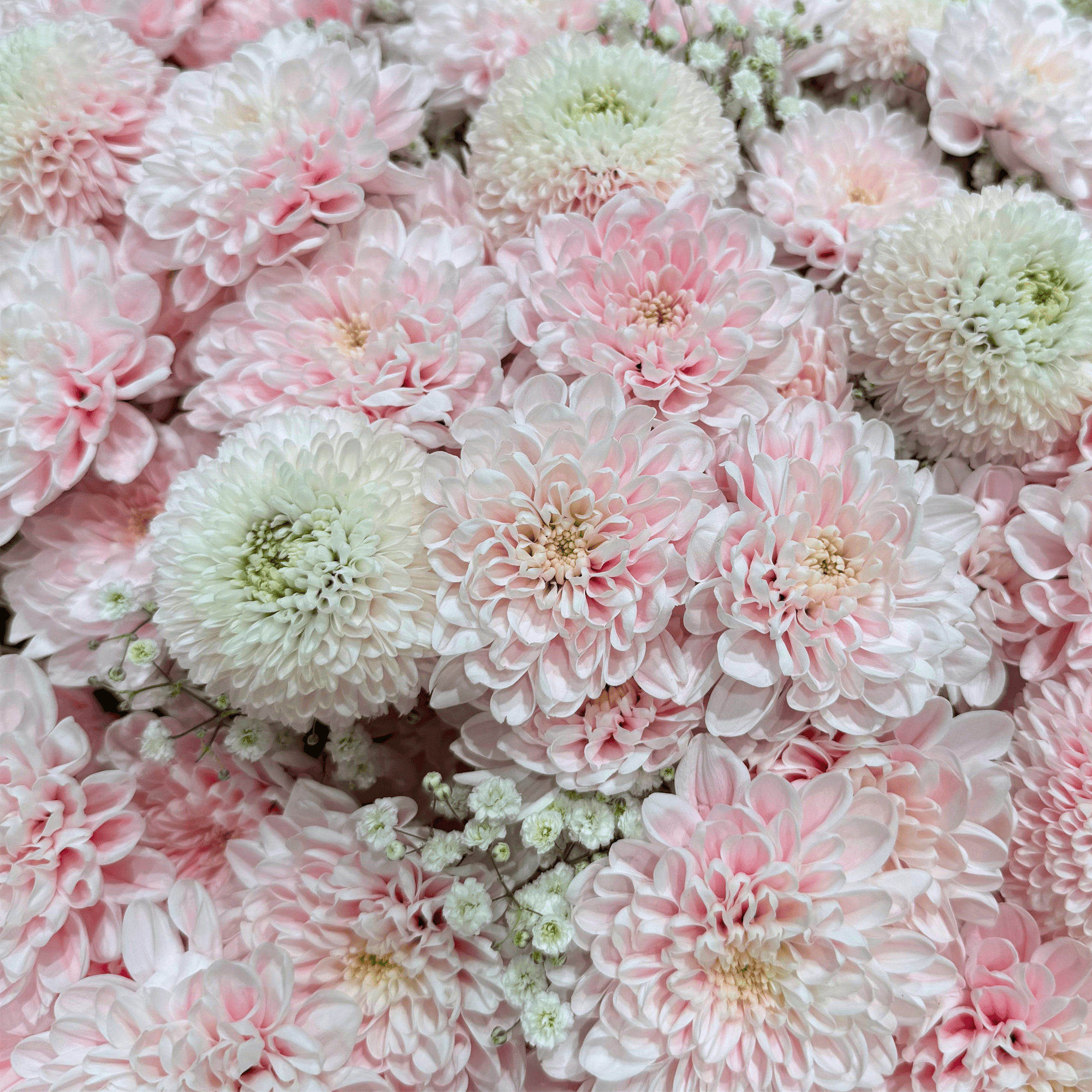 Pink Heaven