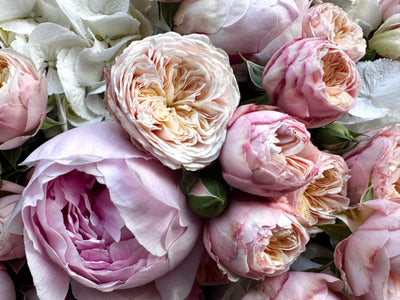 Royal Peony Blush