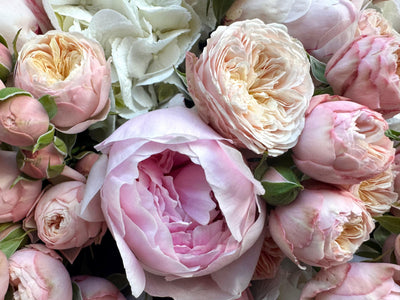 Royal Peony Blush