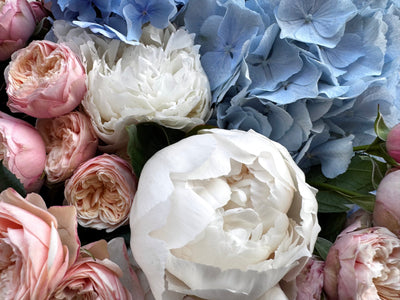 Royal Blue Peony Blush - TikTok Favorites