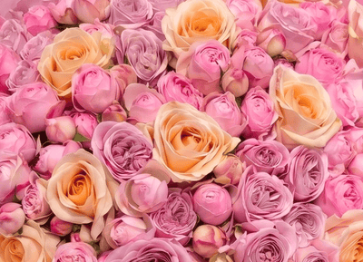 Soft Blush Romance