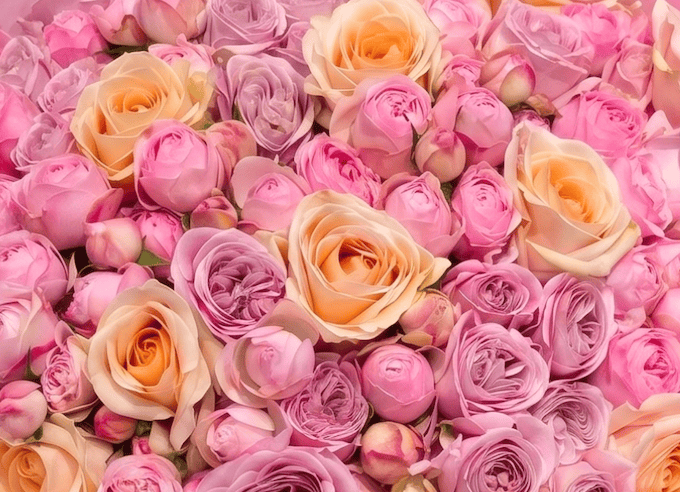 Soft Blush Romance