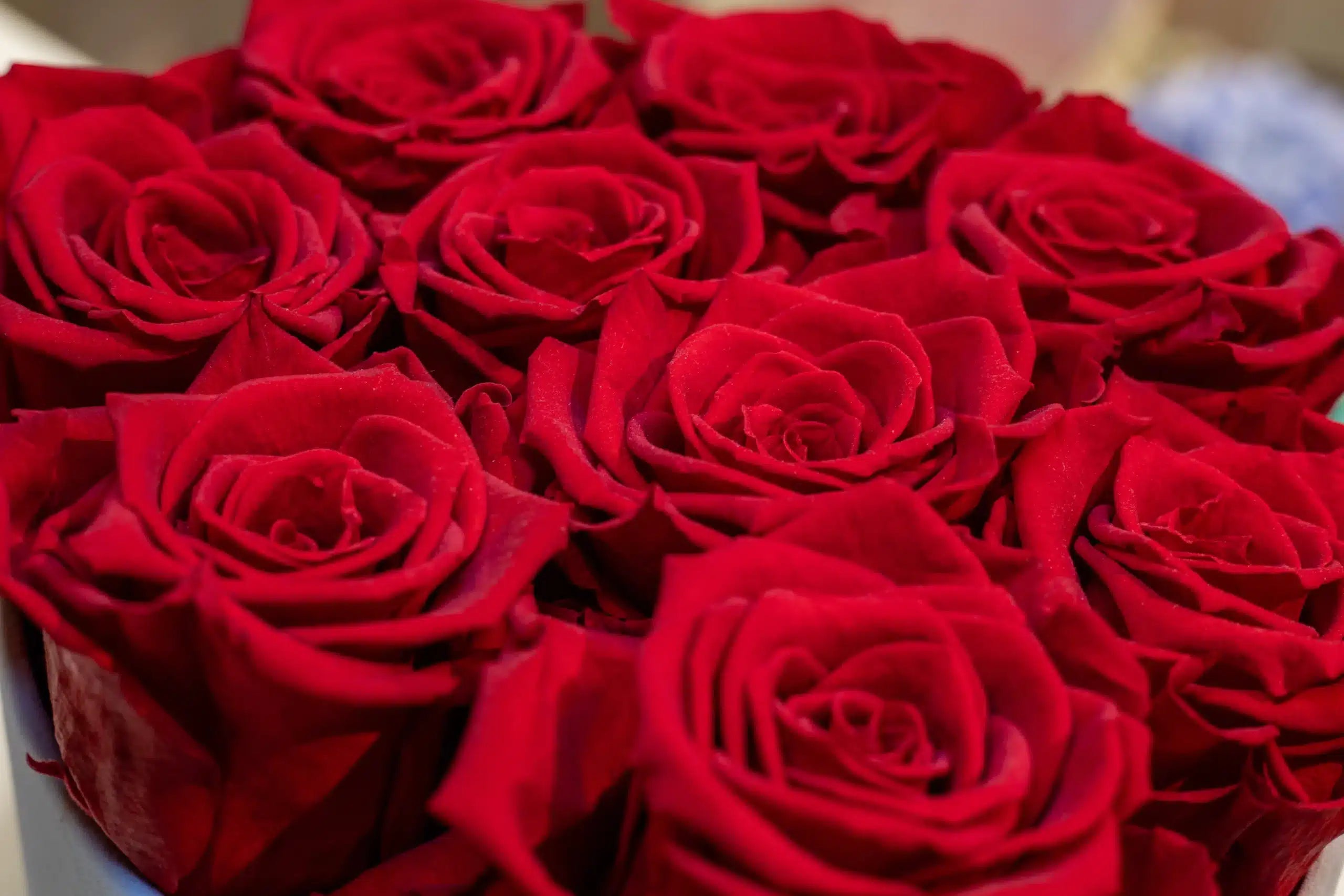 The exclusive box of love - long lasting roses - red