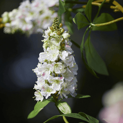 Artificial Horse Chestnut