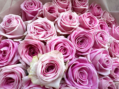 Pink roses Zaina bouquet Daily Flowers Amsterdam