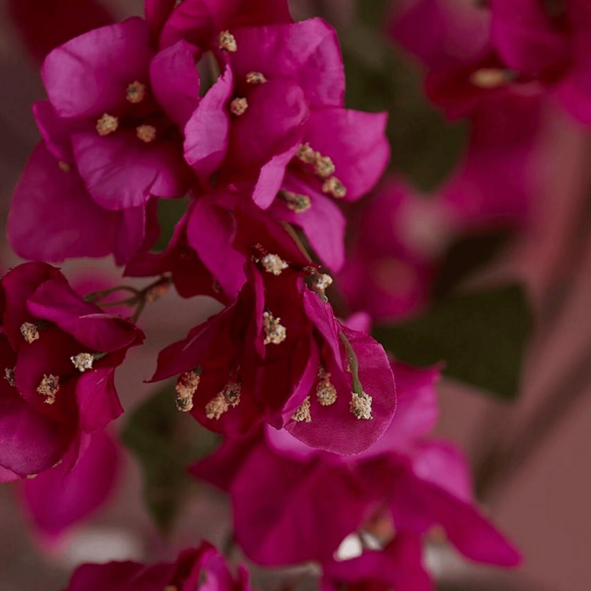 Artificial fuschia bougainvillea detail close-up