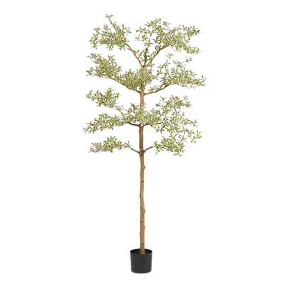 Artificial Bucida Buceras tree plant
